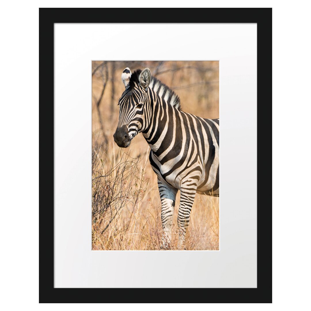 Gerahmtes Poster Einsames Zebra