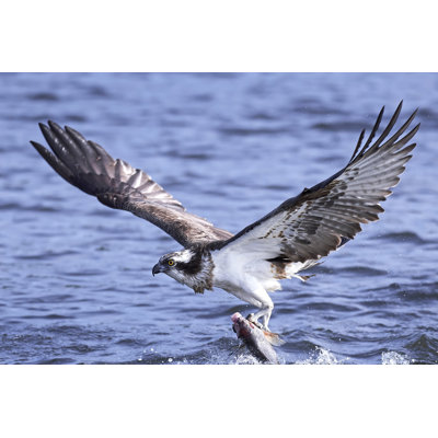 Balbuzard pêcheur - Photographie sur toile tendue