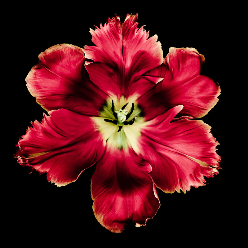 Red Parrot Tulip - Wrapped Canvas Print, 76cm H x 76cm W x 3.8cm D