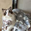 Couverture pour animaux-97748276