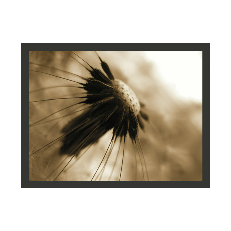 Sepia Dandelion 270cm x 350cm Wallpaper, 350 cm x 270 cm