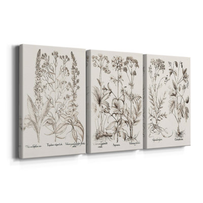 Sépia Besler Botanicals 9 - Toile tendue sur mesure - 3 pièces