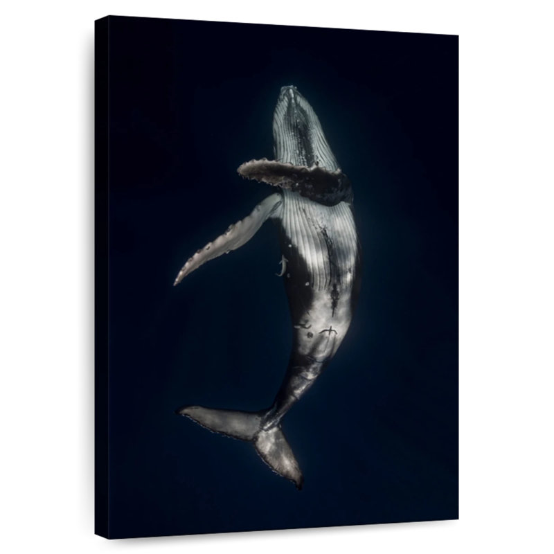 Brampt Dancing Humpback Whale, 30" H x 20" W