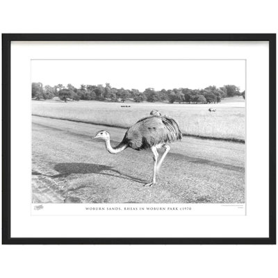 Woburn Sands, Rheas In Woburn Park C1970 by Francis Frith - Single Picture Frame Print