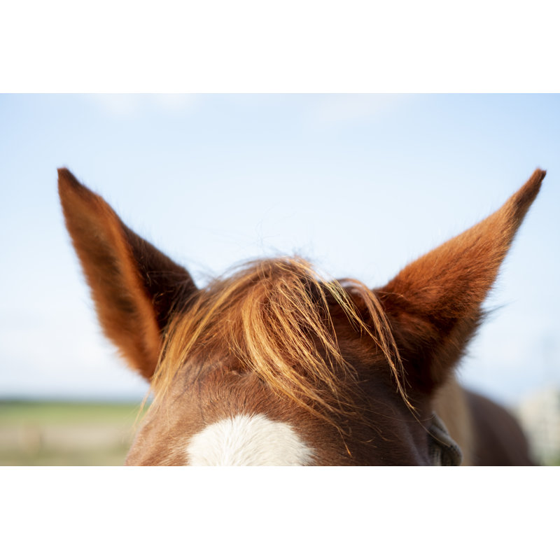 Wickham Horse Ears - Wrapped Canvas Print, 30cm H x 46cm W x 3.8cm D