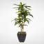 Real Touch Faux Dracaena Tree in Pot