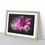 Purple Daisy - Picture Frame Graphic Art-56876060-56876063