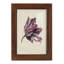 Antique Tulip Study III - Impression encadrée avec verre-605366426-605366419