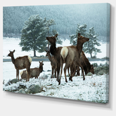 «Gang of Deer in Rocky Mountains», reproduction de photo sur toile tendue