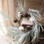 Couronne de neige ou pin-1843332307