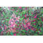 Cerisier en fleurs - Rose, chambre à coucher, reproduction encadrée pour la décoration-1118896664-1118896667
