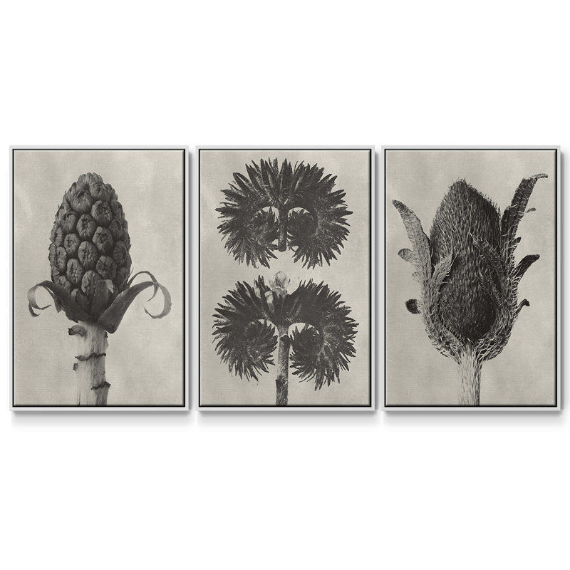 Blossfeldt Botanical IV 3 pièces, Blanc, H 40 po x l 78 po
