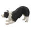 Statue de jardin Border Collie