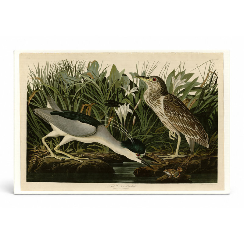 Night Heron or Qua Bird (planche 236) - art mural sur toile paysage, 20" W x 16" H