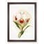Magnolia Flowers Illustration Tab. 46 by Frederick Sander - Picture Frame Painting Print-55758917-55758916