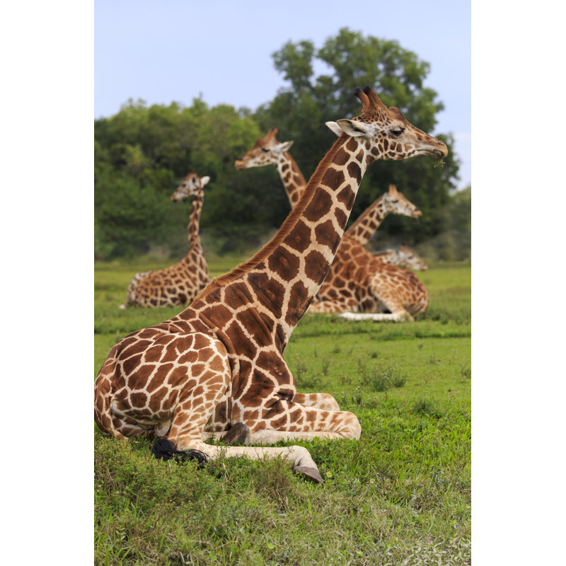 Group Of Giraffes by Dmodlin01 - Wrapped Canvas Print, 46cm H x 30cm W x 3.8cm D