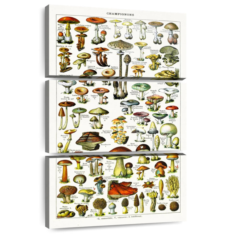 Yarlin Mushroom Varieties, 32" H x 20" W
