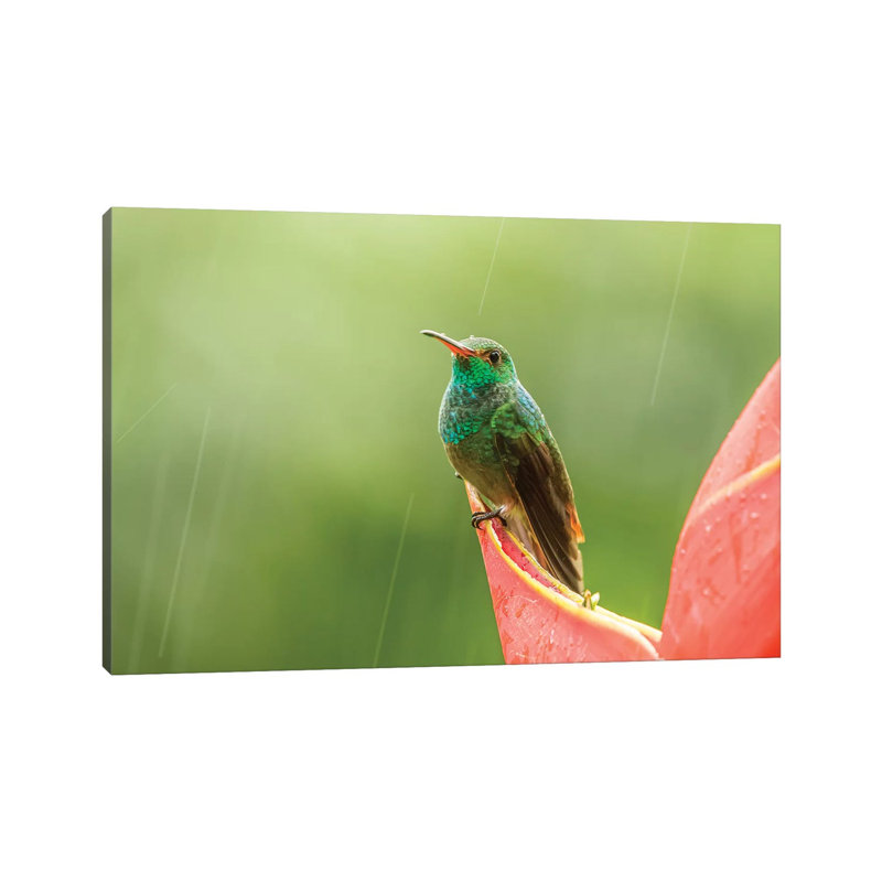 Costa Rica, Sarapiqui River Valley. Rufous-Tailed Hummingbird On Heliconia Plant. by Jaynes Gallery - Wrapped Canvas Print
