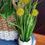 Arrangement floral Pom-Pom Billy-Button en pot
