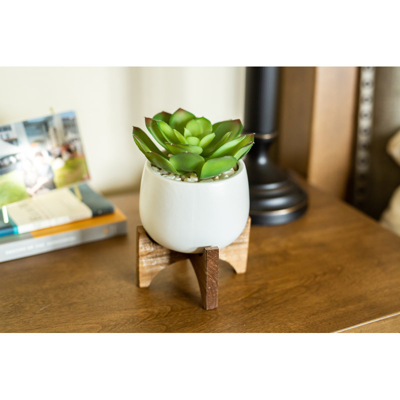 Agave en céramique en pot