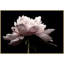 Petal Romance 2 Print by Lillian August