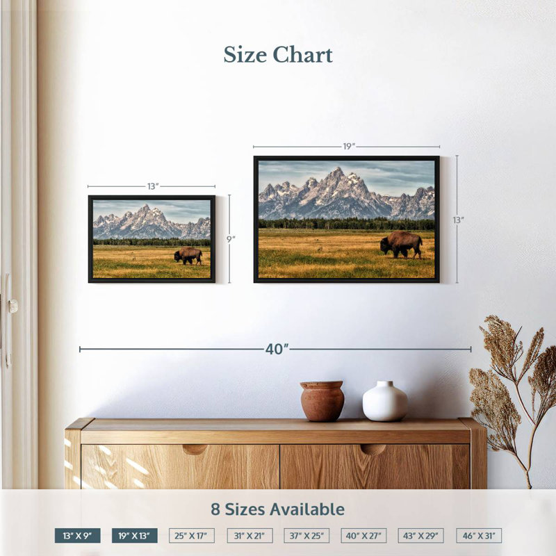 Bull Bison à Grand Teton, 19 po x 13 po, Cadre flottant noir