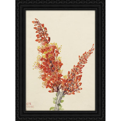 Ocotillo (Fouquieria splendens) (1927)