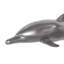 Animals Dolphin Wall Décor