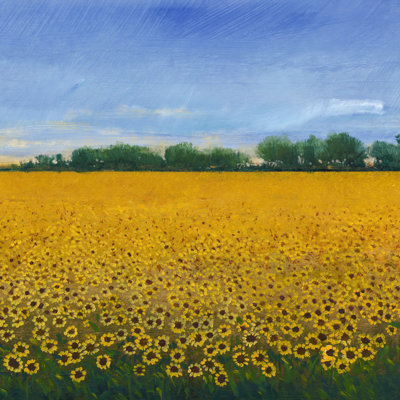 Champ de tournesols II