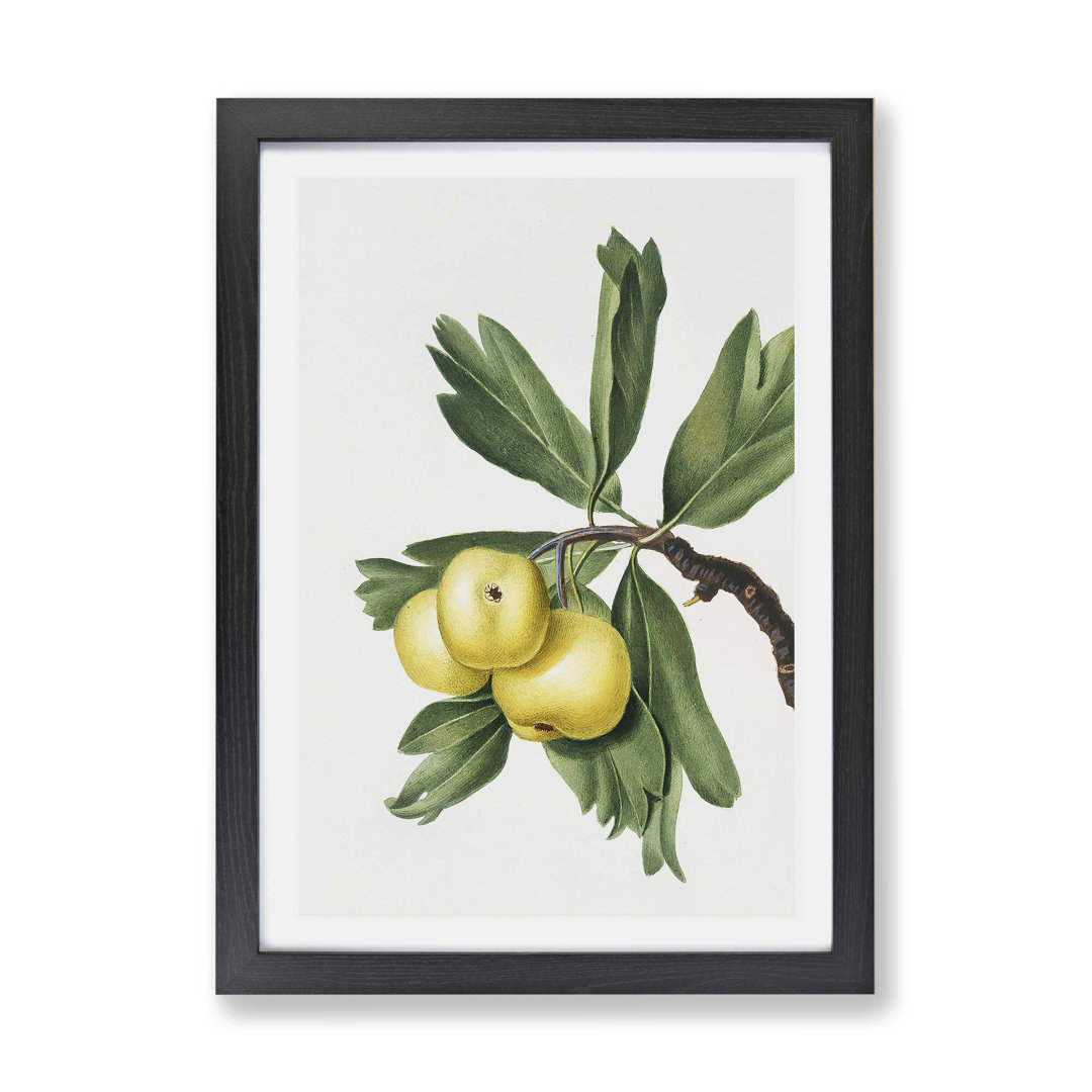 Hawthorn Apple Tree by Giorgio Gallesio - Framed Print