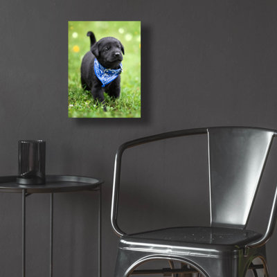 «Black Lab Pup 1» par Jonathan Ross