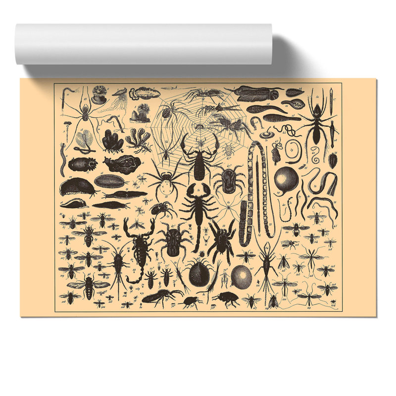 Encyclopedia Insects - No Frame Print, 21cm H x 30cm W x 0.1cm D