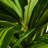 Faux Tree in Pot-1589667934