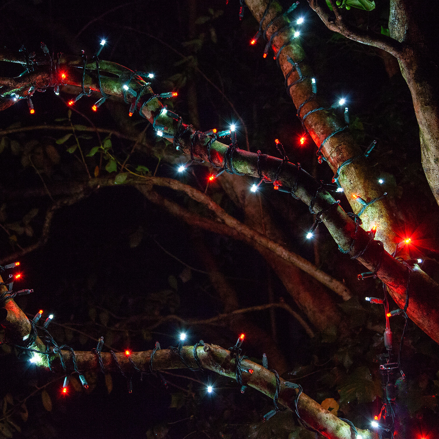 17' LED Twinkle String Lights, Red/Cool White
