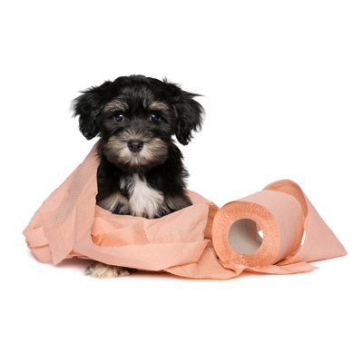Tan Havanese Puppy - Wrapped Canvas Print
