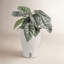 Costa Farms Indoor Trending Tropicals Alocasia Silver Dragon House Plant in 6-inch Self-Watering Pot