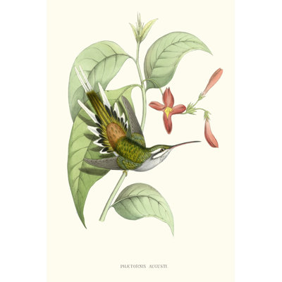 Hummingbird & Bloom III by Mulsant & Verreaux - Wrapped Canvas Print