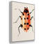 Ladybug Display II - Multi Piece Framed Canvas-1466083341-1466083342