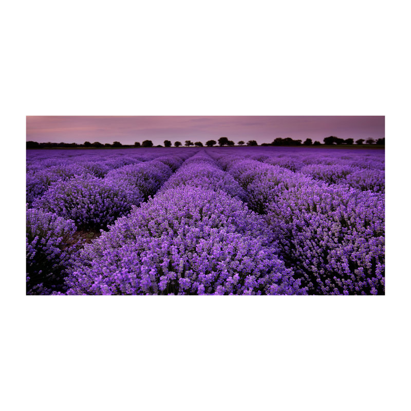 Lavender Field - Wrapped Canvas Print