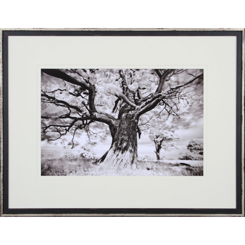 « tree study ii », reproduction de photo encadrée