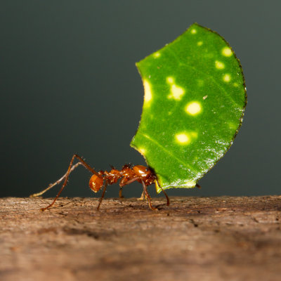 " Leaf Cutter Ant " by Michaklootwijk