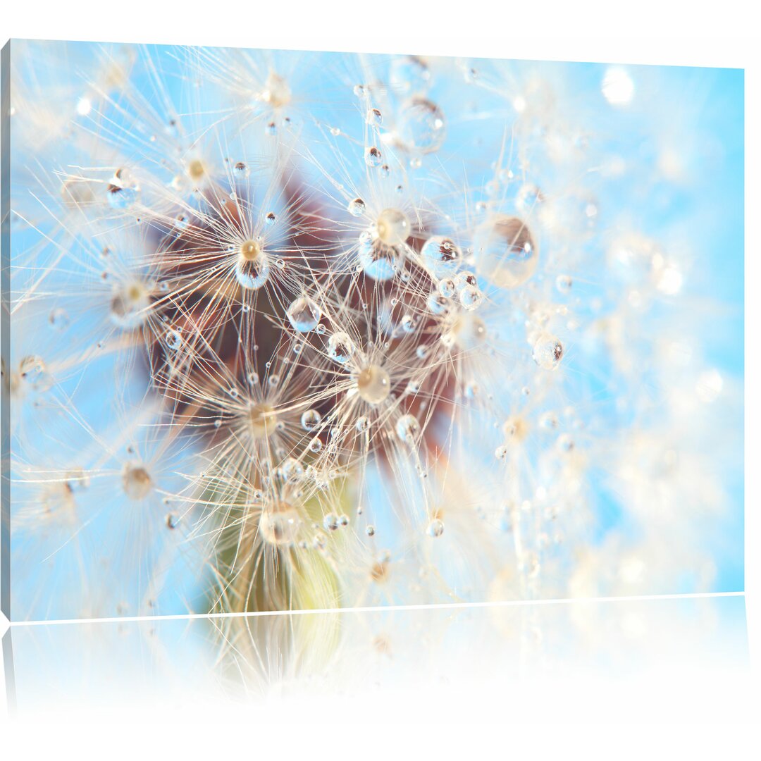 Leinwandbild „Tropfen an Pusteblume Nahaufnahme“, Grafikdruck