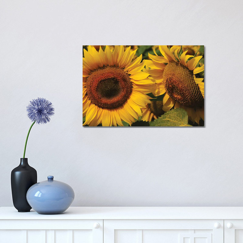 Sunflowers by Brian Wolf - Wrapped Canvas Print, 30.48cm H x 45.72cm W x 1.91cm D