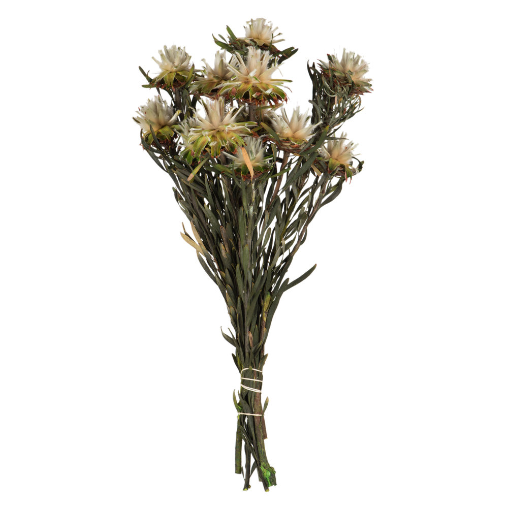Vickerman Plumosum Stems, Natural