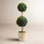 Preserved Boxwood Double Ball Topiary in Pot-465220151