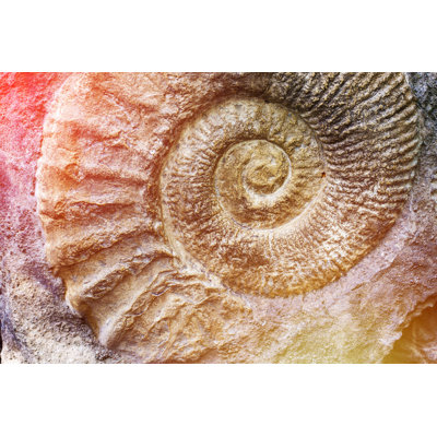 Spiral Of Nature. - Wrapped Canvas Print