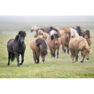 Grassland Horses II