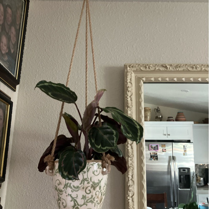 Airyonna 2’ Tuscan Hanging Ceramic Scroll Planter - Green