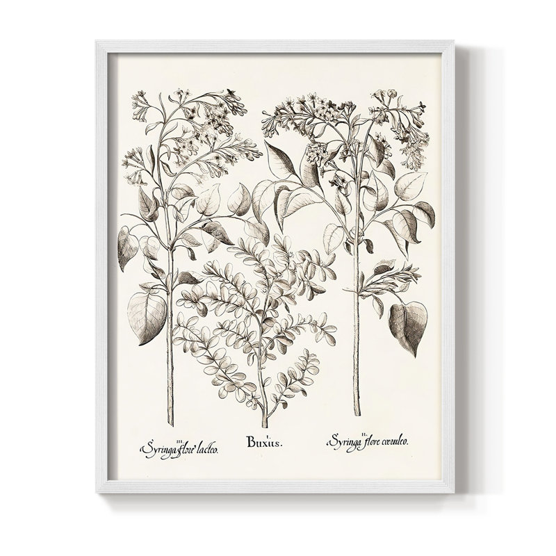 Sépia Besler Botanicals I, reproduction encadrée - bois massif, Blanc, H 10 po x l 8 po