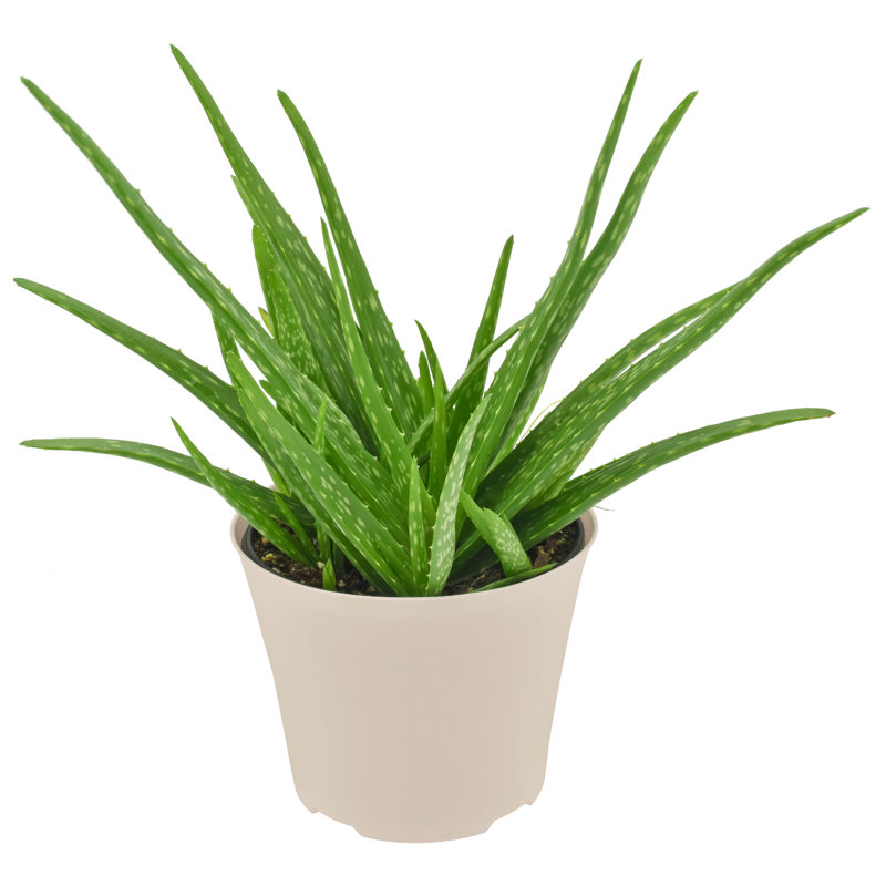 6" Azalea Plastic Pot Cover - White